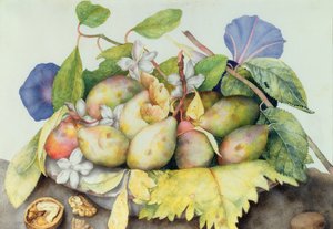Still Life with Plums, Walnuts and Jasmine